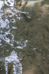 School of fish swimming in the pond of Erawan waterfall, Erawan National Park, Kanchanaburi, Thailand.
