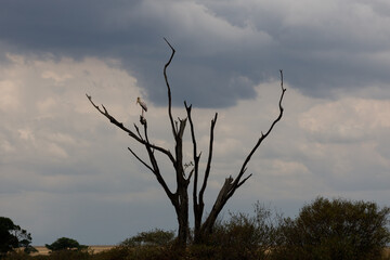 A photo of an African savannah scene with tree and dramatic clouds.