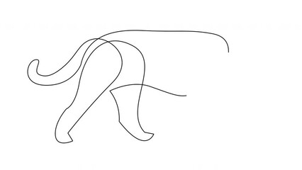 Self drawing simple animation of puma, lioness, jaguar one line art. Animated continuous line drawing tiger silhouette. Single line leopard for company logo identity or tattoo.