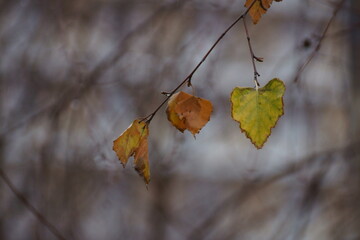 Yellow leaves on black branches, the wind blows, will sway, fall or remain, in the gray darkness something will flash as a gray shadow and melt, fleetingness and time stops.