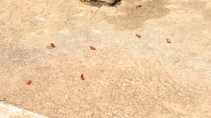 Esqueletos de insetos pragas urbanas barata mortas no chão