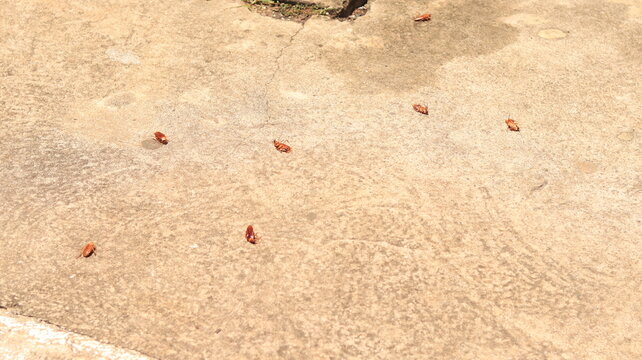 Esqueletos de insetos pragas urbanas barata mortas no ch&atilde;o