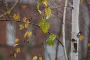 Birch leaves against the background of a red brick building