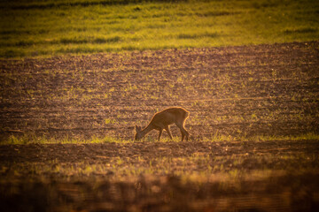 Reh im Abendrot