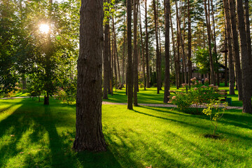 Fototapeta premium A beautiful well-maintained park with tall trees and their shadows on the grass in the setting sun