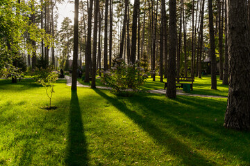 A beautiful well-maintained park with tall trees and their shadows on the grass in the setting sun