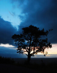 Fototapeta na wymiar Tree silhouetted and dramatic dark blue clouds
