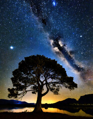Fototapeta na wymiar Tree silhouetted against a starry night sky
