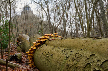 overgrown tree trunk with mushrooms with the Seringenberg in the background