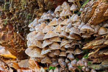 ice-covered mushrooms on a tree stump