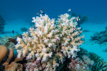 Fototapeta na wymiar Colorful, picturesque coral reef at sandy bottom of tropical sea, stony corals and fishes Dascyllus, underwater landscape