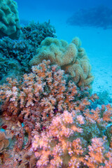 Naklejka na ściany i meble Colorful, picturesque coral reef at sandy bottom of tropical sea, stony and soft corals, underwater landscape