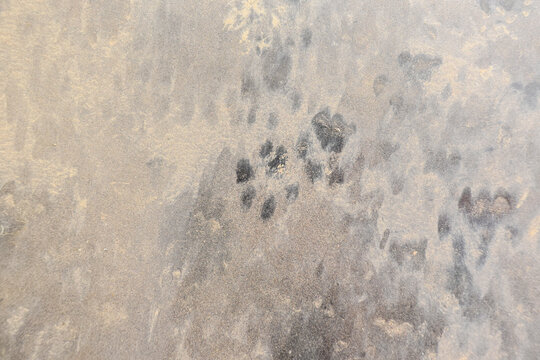 Cat footprint on dirty car.