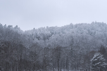 snowy and frosty mountain valley with white trees in winter