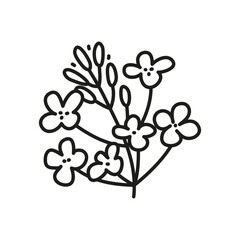 Doodle outline canola flower.