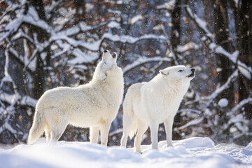 male Arctic wolf (Canis lupus arctos) calling to the pack while it's snowing lightly © michal