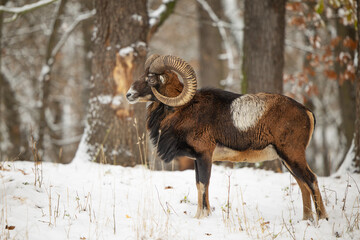 mouflon (Ovis aries musimon) during the winter