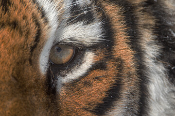 Siberian tiger (Panthera tigris tigris) big tiger eye up close