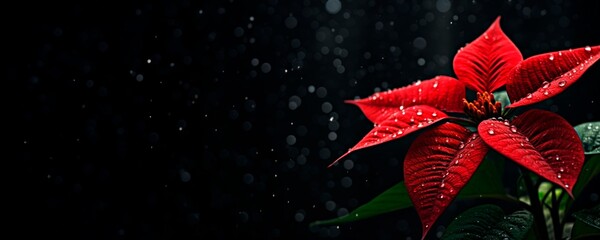 red poinsettia flower against a dark background. Christmas wallpaper or banner