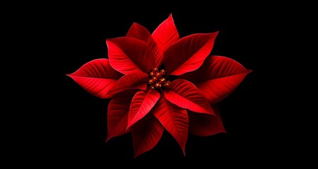 red poinsettia flower against a dark background. Christmas wallpaper or banner