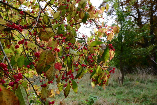 Shrub in autumn with ripe red exotic berries.