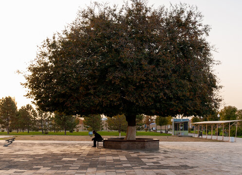 An old man sitting on a bench under a tree in Shahrisabz,Uzbekistan.