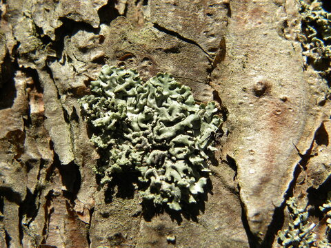 Gray-green lichen on pine bark macro.
