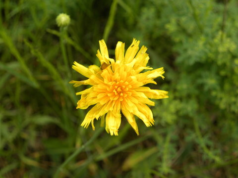 A yellow blossoming dandelion bud against a background of green grass.