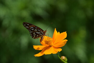 agraulis vanillae butterfly sipping nectar from a persian chrisanthemun flower with green background