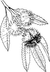 Hand drawn vector line botanical illustration of edible chestnut for frying.
