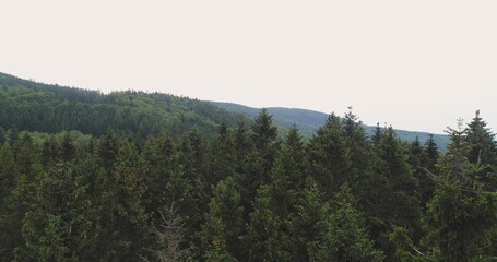 Flying over the beautiful forest trees. Landscape panorama.
