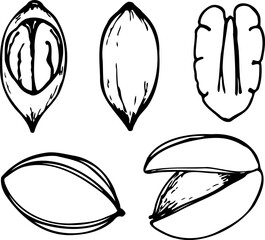 Hand drawn vector line illustration of pecan nuts.