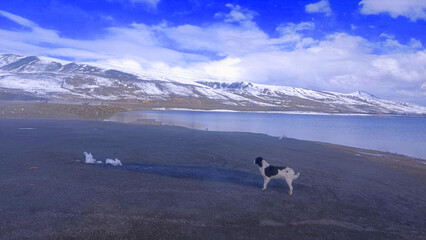 perro parado en el nevado, bolivia