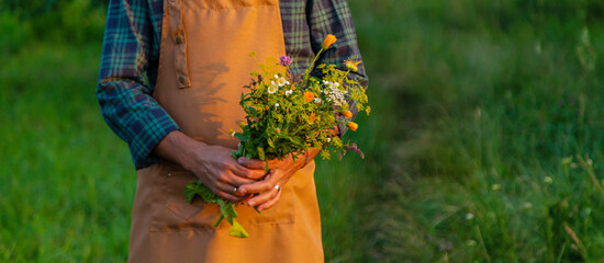 A man collects medicinal herbs in a field. Selective focus.