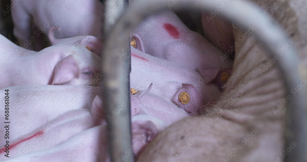 Sticker Pigs on Livestock Farm. Pig Farming. Young Piglets at Stable.