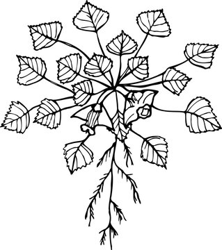 Hand drawn botanical vector illustration of water caltrop (Trapa natans), edible and medicinal aquatic plant.