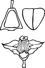 Hand drawn illustration of water caltrop (Trapa natans), edible and medicinal aquatic plant.