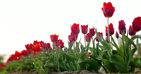 tulips on agruiculture field holland