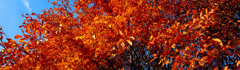 autumn background with the red leaves of the tree with bright and vibrant colors