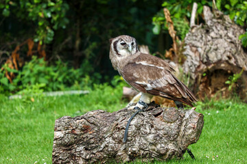 Verreaux's eagle-owl (Ketupa lactea), also commonly known as the milky eagle owl or giant eagle owl in the Netherlands