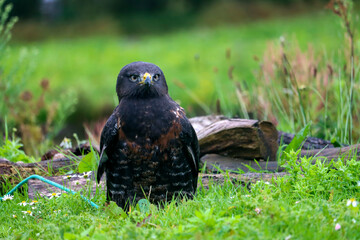 Jackal buzzard during a raptor show