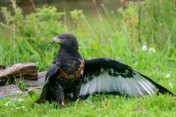 Jackal buzzard during a raptor show