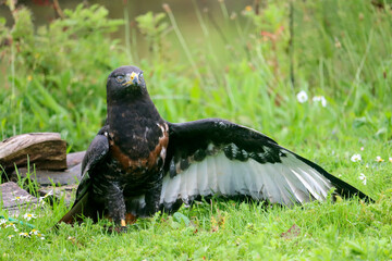 Jackal buzzard during a raptor show