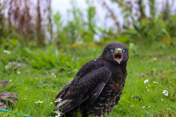 Jackal buzzard during a raptor show