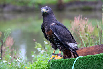 Jackal buzzard during a raptor show