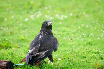 Jackal buzzard during a raptor show