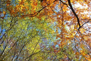 colorful forest of many trees with yellow and red leaves in autumn seen from below