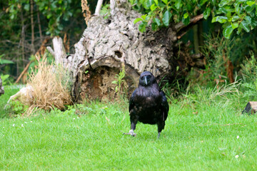 Raven (Corvus corax) during a raptor show