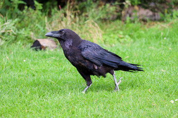 Raven (Corvus corax) during a raptor show