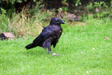Raven (Corvus corax) during a raptor show